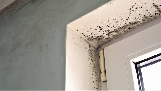 Mold Documentation for Insurance Claims in Lemon Grove, CA