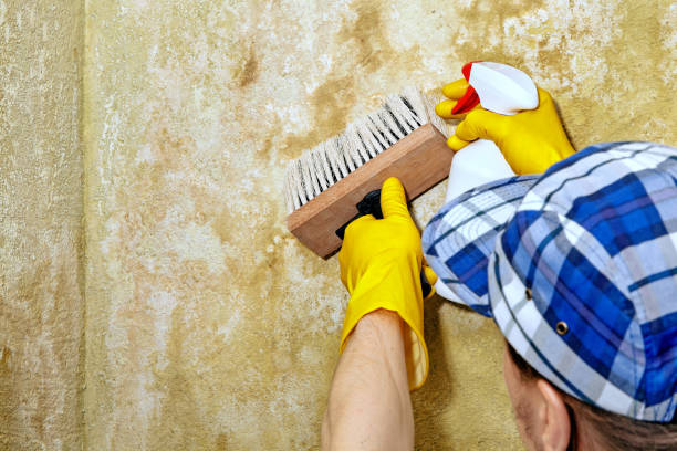 Best Emergency Mold Remediation  in Lemon Grove, CA