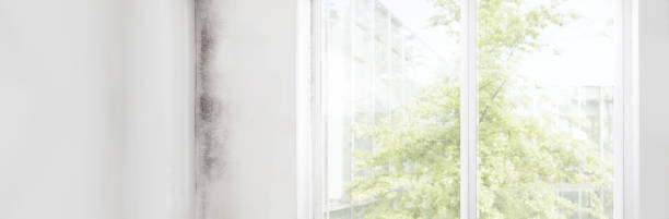 Best Residential Mold Inspection & Testing  in Lemon Grove, CA