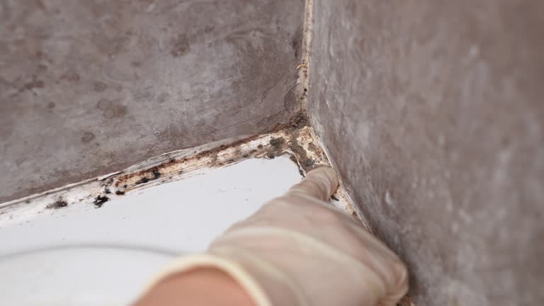 Best Commercial Mold Inspection  in Lemon Grove, CA